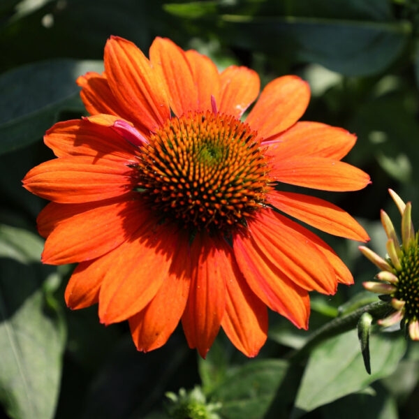 Garden Goods Direct | Echinacea Sombrero Adobe Orange