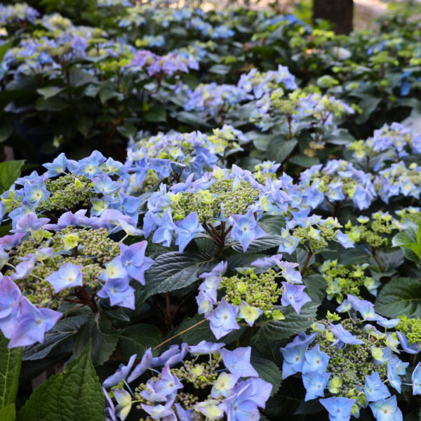 Garden Goods Direct | Endless Summer® Pop Star® Hydrangea