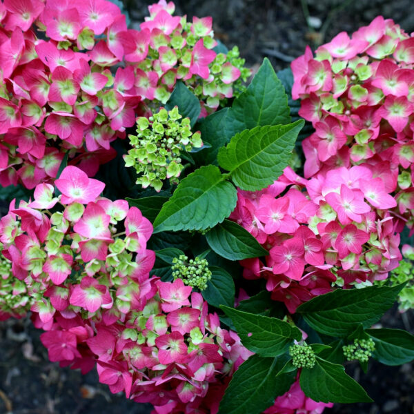 Garden Goods Direct | Endless Summer® Summer Crush® Hydrangea