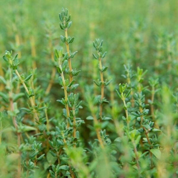 Garden Goods Direct | English Thyme