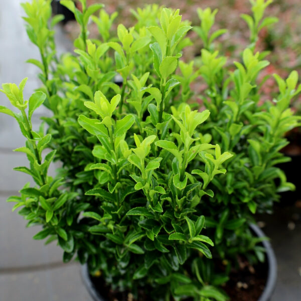 Garden Goods Direct | Euonymus Green Spire