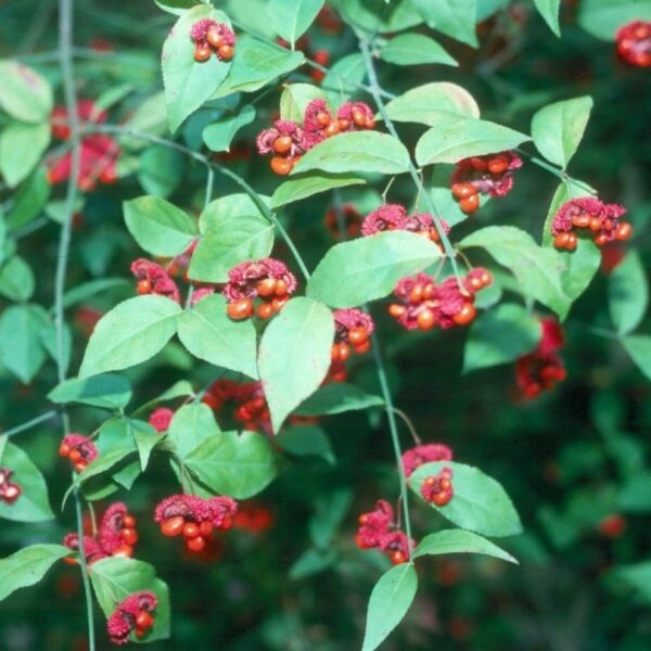 Garden Goods Direct | Euonymus Hearts