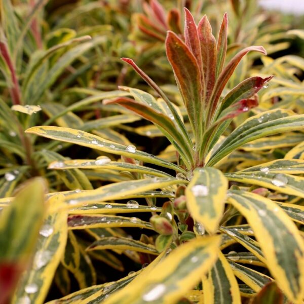 Garden Goods Direct | Euphorbia Ascot Rainbow