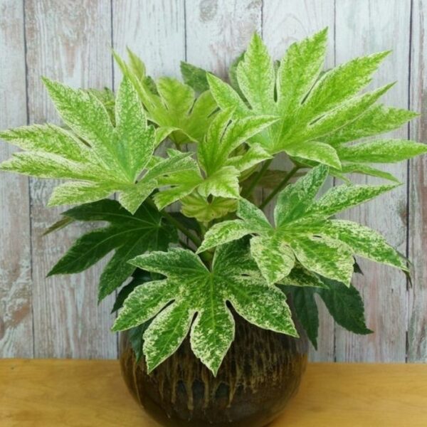 Garden Goods Direct | Fatsia Spider Web