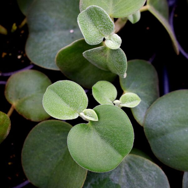 Garden Goods Direct | Felted Pepperface Peperomia