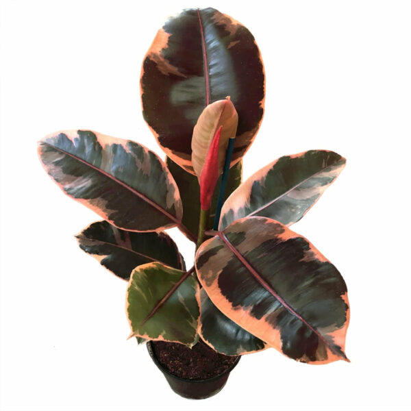 Garden Goods Direct | Ficus Ruby