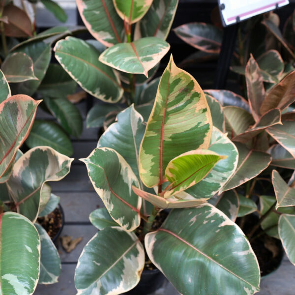 Garden Goods Direct | Ficus Tineke