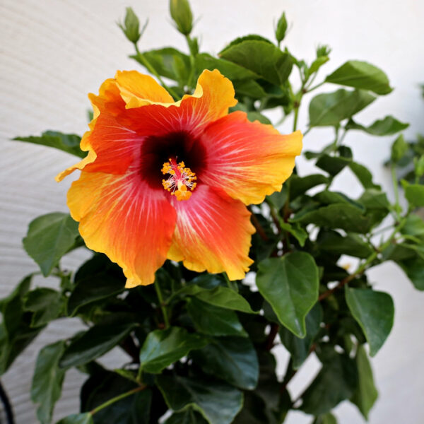 Garden Goods Direct | Fiesta Hibiscus