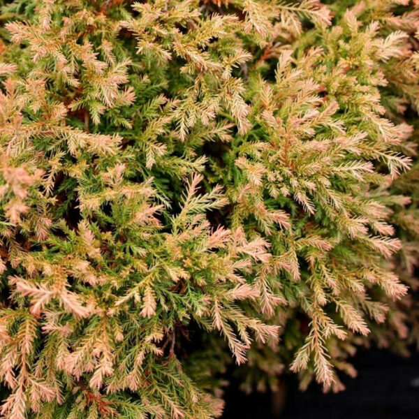 Garden Goods Direct | Fire Chief™ Thuja