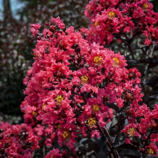 Garden Goods Direct | First Editions® Midnight Magic™ Crape Myrtle