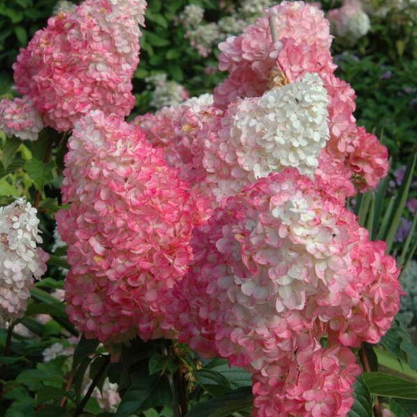 Garden Goods Direct | First Editions® Vanilla Strawberry™ Hydrangea