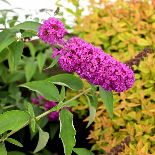 Garden Goods Direct | Flutterby Petite® Tutti Fruitti Butterfly Bush