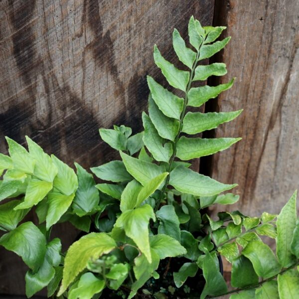 Garden Goods Direct | Fortune's Holly Fern