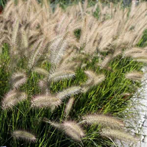 Garden Goods Direct | Fountain Grass