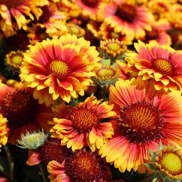 Garden Goods Direct | Gaillardia Arizona Sun