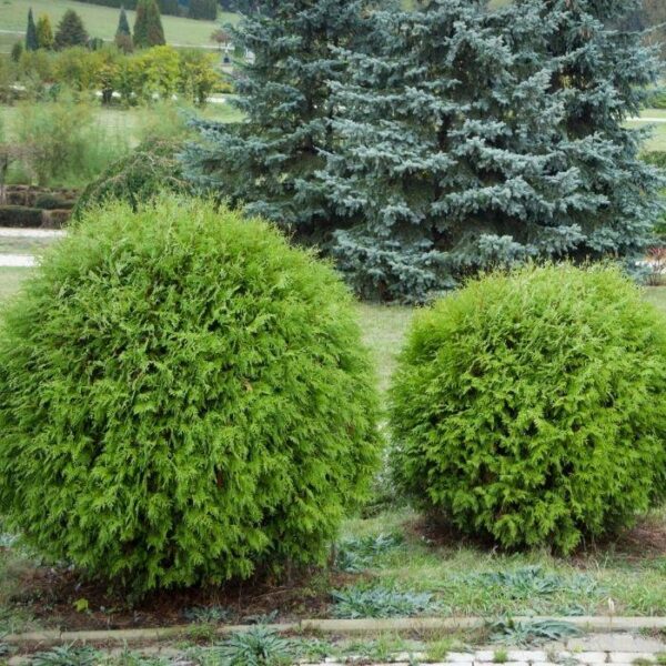 Garden Goods Direct | Danica Globe Arborvitae