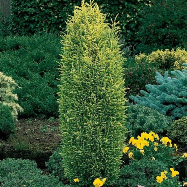 Garden Goods Direct | Gold Cone Juniper