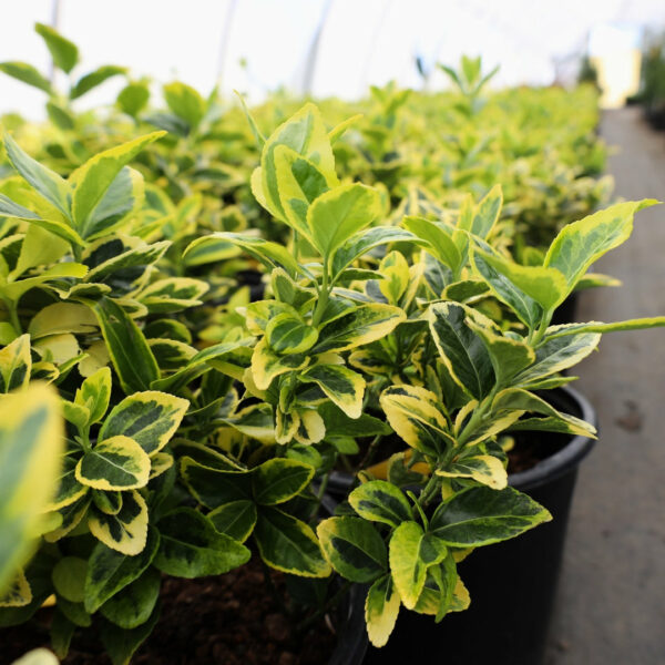 Garden Goods Direct | Golden Euonymus