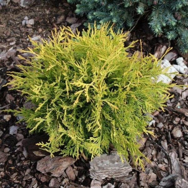 Garden Goods Direct | Golden Globe Arborvitae