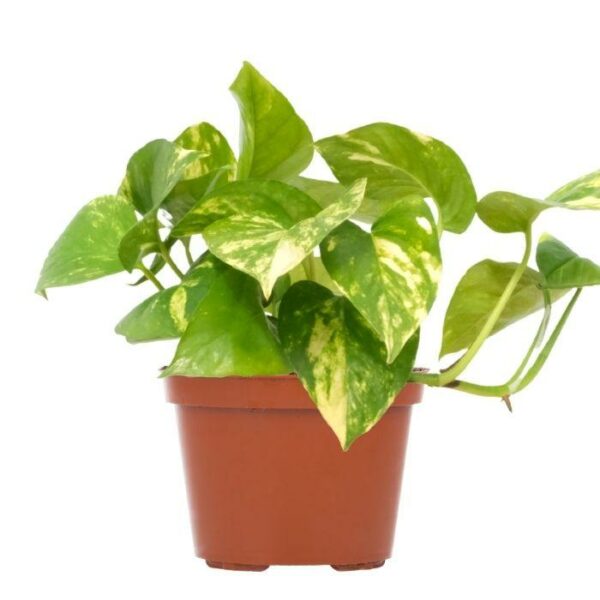 Garden Goods Direct | Golden Pothos