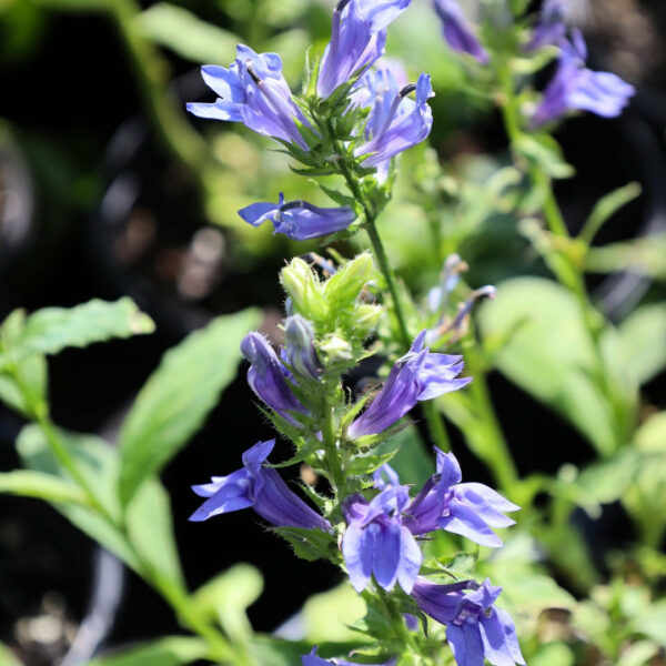 Garden Goods Direct | Great Blue Lobelia