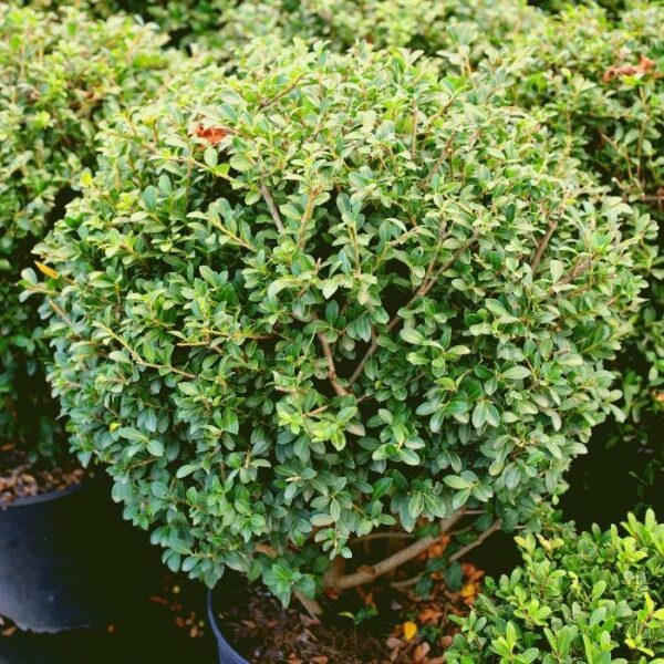 Garden Goods Direct | Green Luster Holly