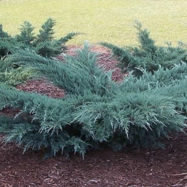 Garden Goods Direct | Grey Owl Juniper