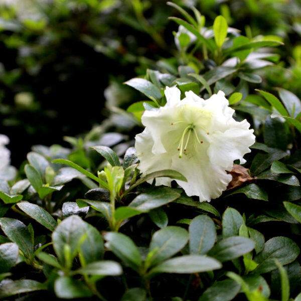 Garden Goods Direct | Gumpo White Azalea