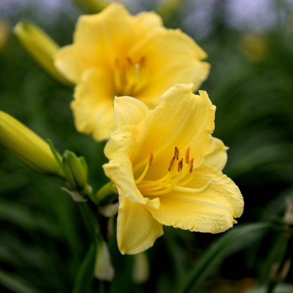 Garden Goods Direct | Happy Returns Daylily