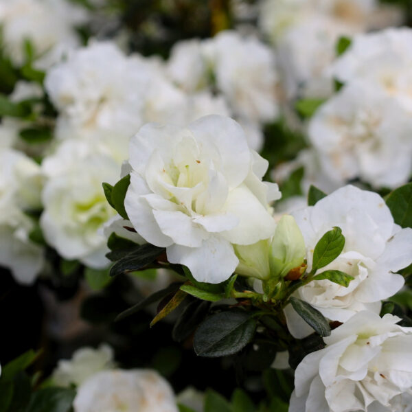 Garden Goods Direct | Hardy Gardenia Azalea