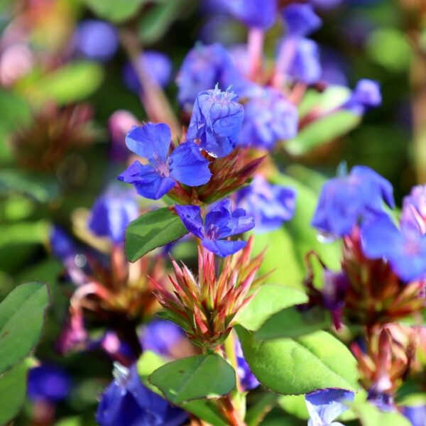 Garden Goods Direct | Hardy Plumbago