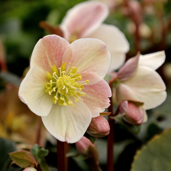 Garden Goods Direct | Helleborus Cinnamon Snow