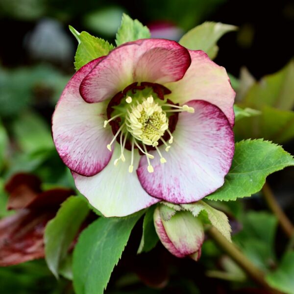 Garden Goods Direct | Helleborus French Kiss