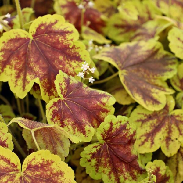 Garden Goods Direct | Heucherella Solar Eclipse