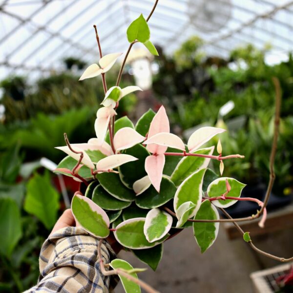 Garden Goods Direct | Hoya Krimson Queen