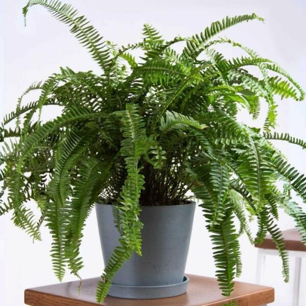 Garden Goods Direct | Kimberly Queen Fern