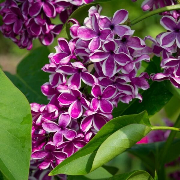 Garden Goods Direct | Lilac Sensation