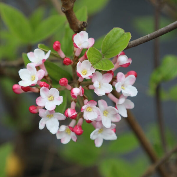 Garden Goods Direct | Viburnum Mohawk