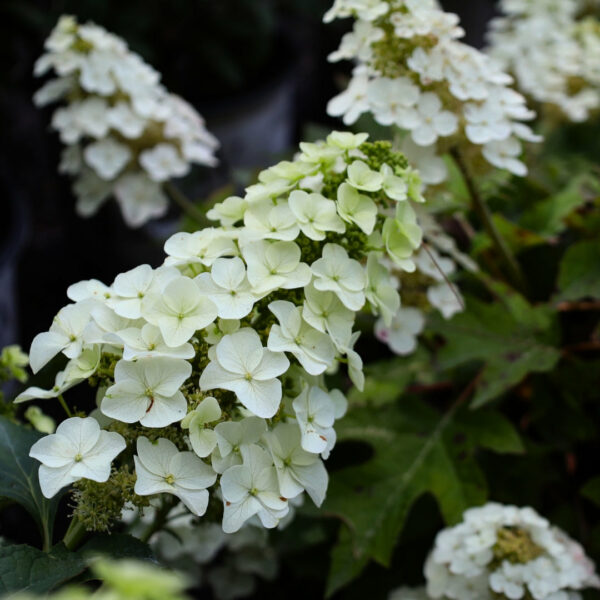 Garden Goods Direct | Munchkin Oakleaf Hydrangea