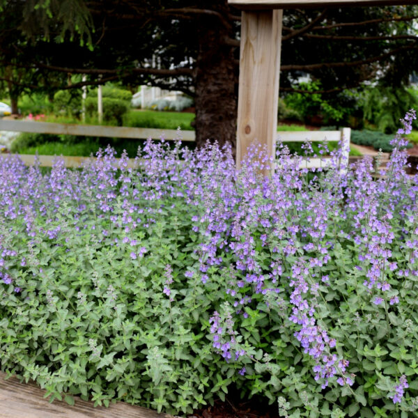 Garden Goods Direct | Nepeta Junior Walker