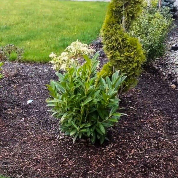 Garden Goods Direct | Dwarf English Laurel