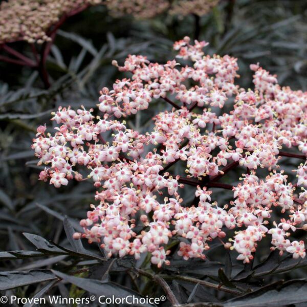 Garden Goods Direct | Black Lace® Elderberry