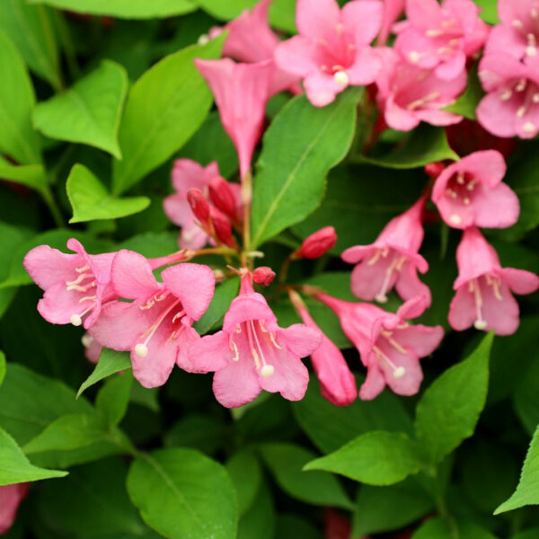 Garden Goods Direct | Czechmark Twopink® Weigela