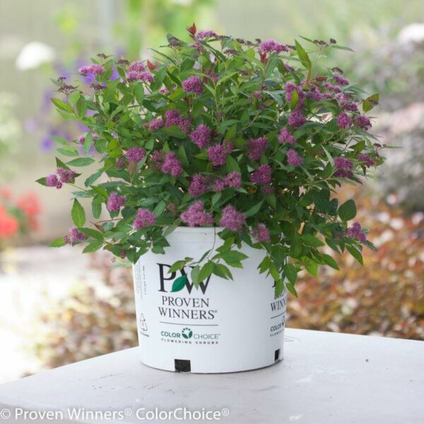 Garden Goods Direct | Double Play® Artisan® Spirea