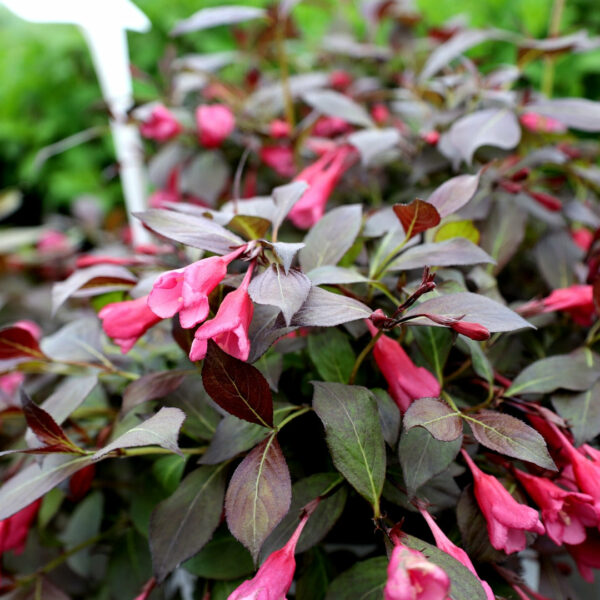 Garden Goods Direct | Spilled Wine® Weigela