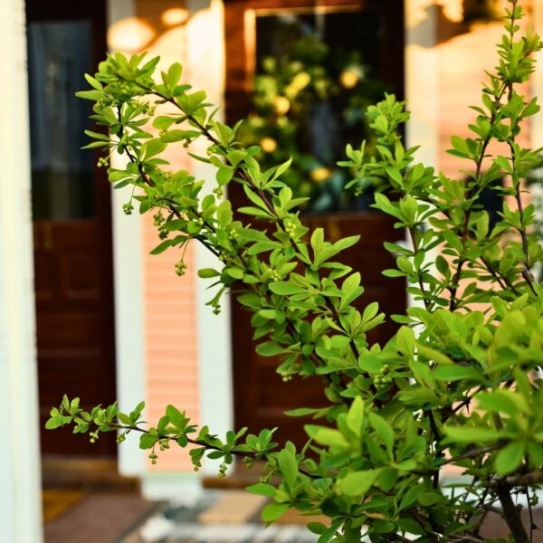 Garden Goods Direct | Sunjoy Gold Pillar® Barberry