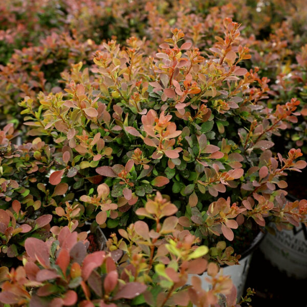 Garden Goods Direct | Sunjoy® Mini Salsa Barberry