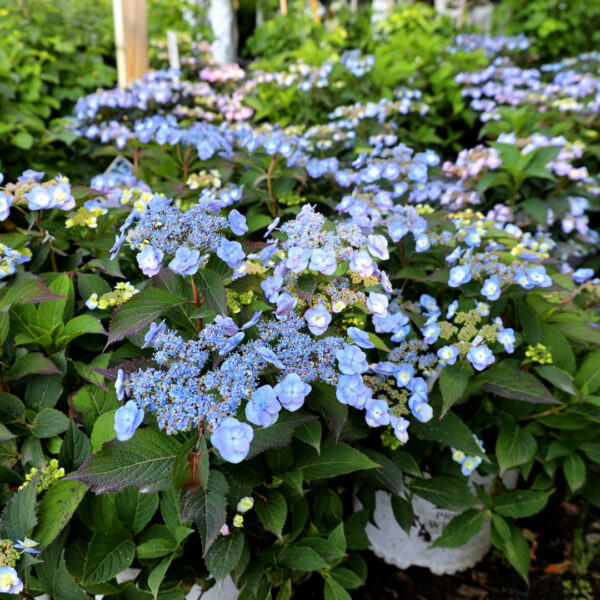 Garden Goods Direct | Tiny Tuff Stuff™ Hydrangea