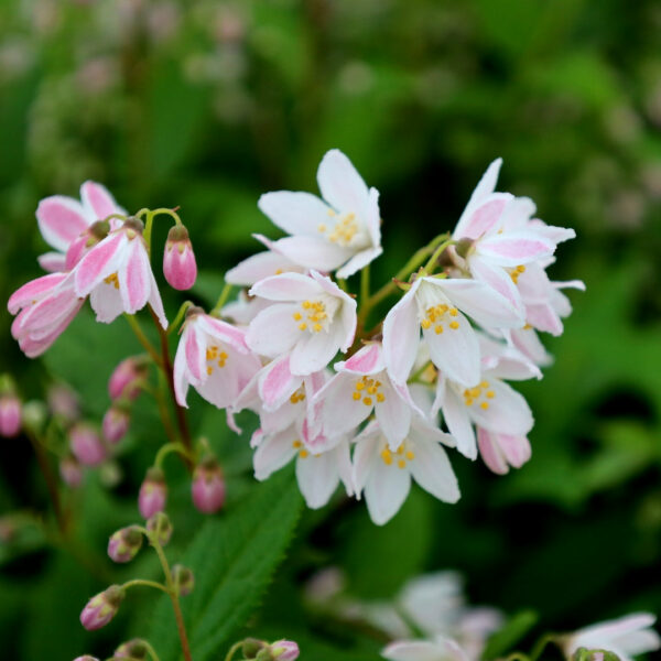 Garden Goods Direct | Yuki Cherry Blossom® Deutzia