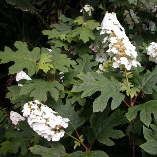 Garden Goods Direct | Snow Queen Oakleaf Hydrangea